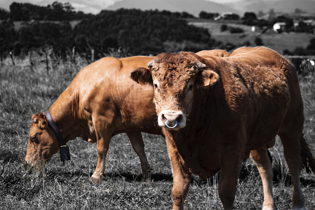Fotografía de unas vacas con efecto de color dando importancia a los animales